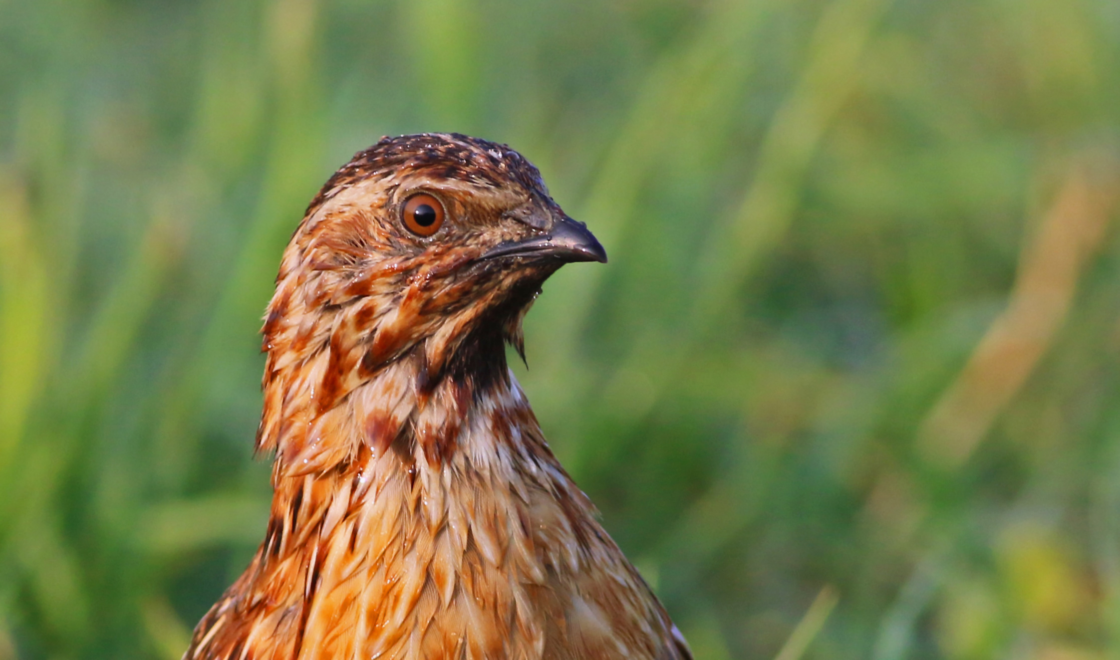 Common Quail